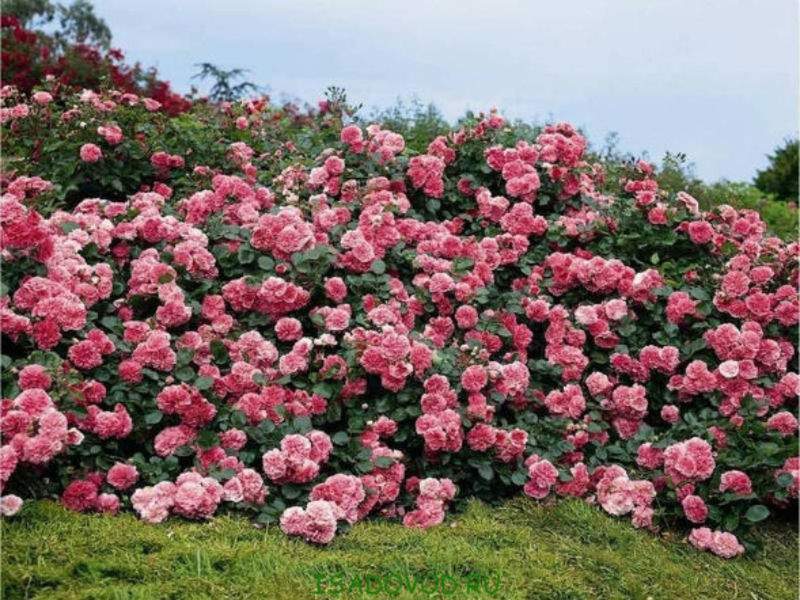 Rosas desabrochando no parque