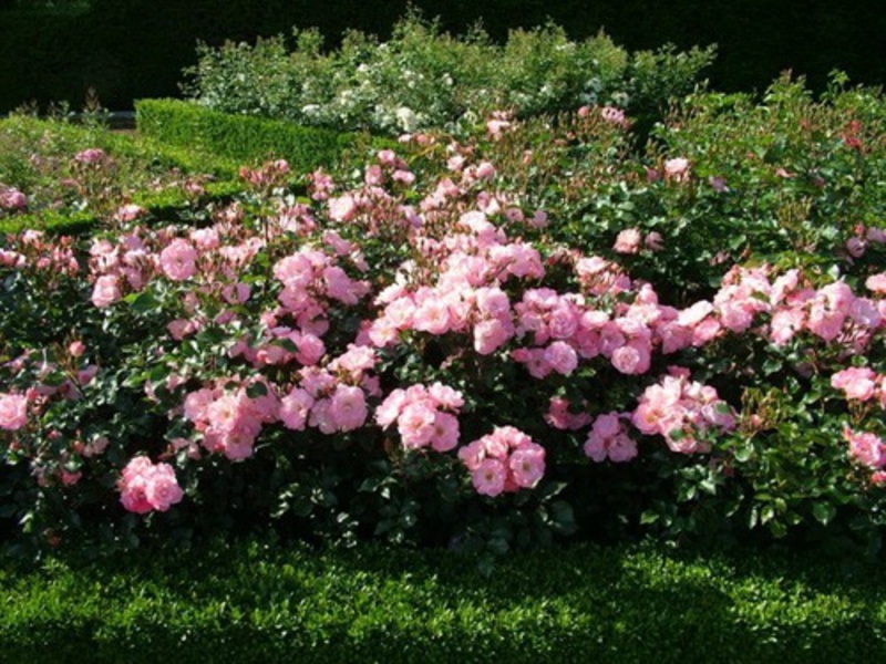 How to properly care for a park rose