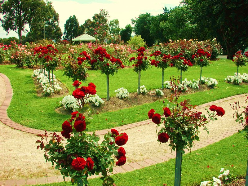 Cómo podar correctamente una rosa del parque