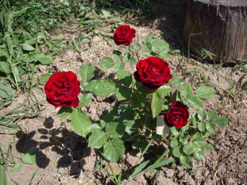 What are the varieties of roses