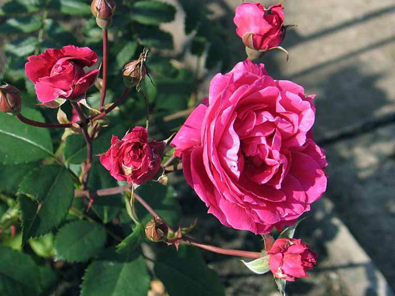 O que há de especial na rosa do parque