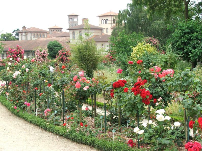 Rosa para jardines y parques