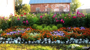 Flerårig haveblomst.