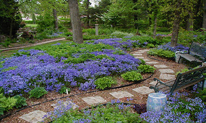 Plantas tolerantes à sombra para o jardim: características