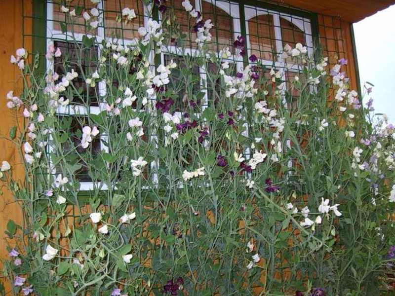 Hvordan plante et blomsterbed med kjærlige blomster