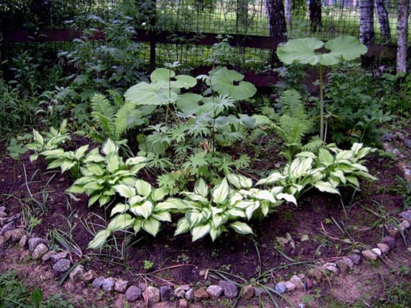 Para amantes de flores de jardim