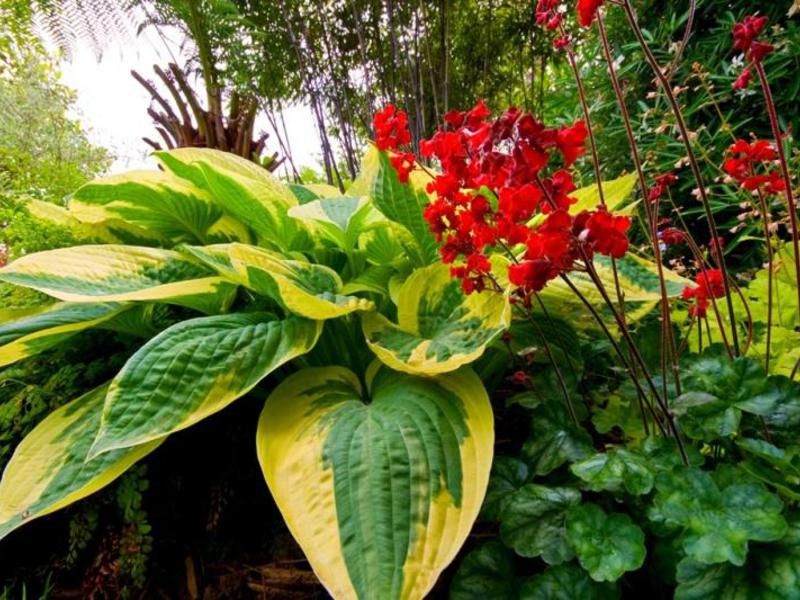 Plantas tolerantes a la sombra para el jardín: características.