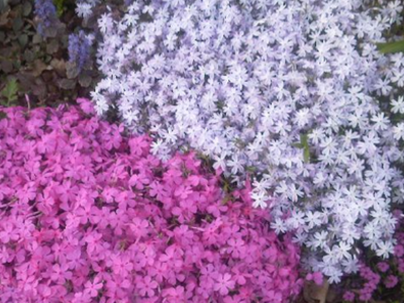 Terry jaarlijkse phlox bloeit