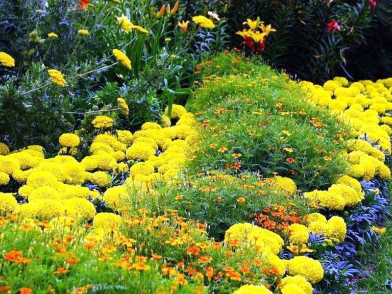 Flores de jardín en una cama de flores