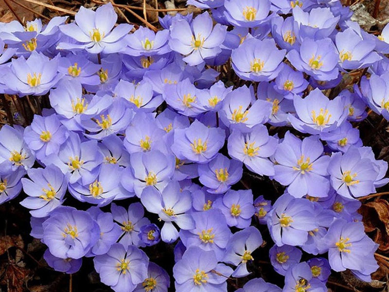 Como cuidar de plantas que gostam de sombra