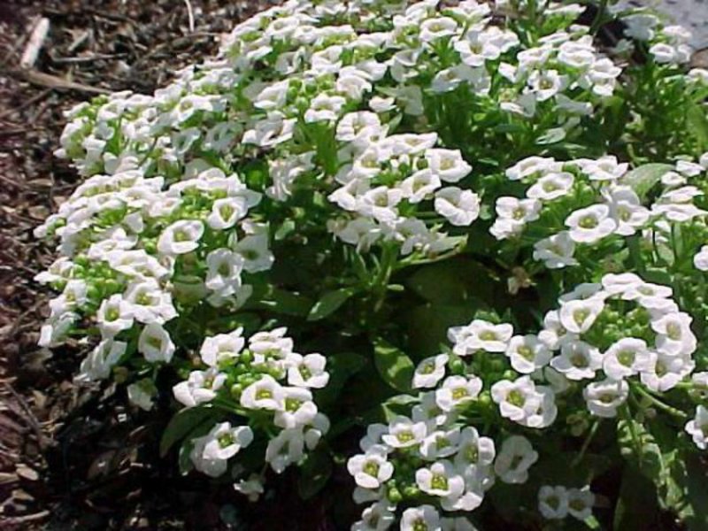 Planten en verzorgen van schaduwminnende planten