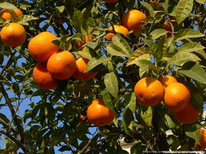 Cultivo de naranjas en casa