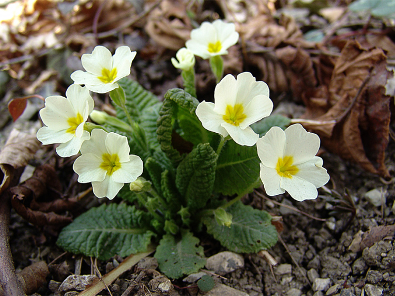 Blomster til hagedekorasjon