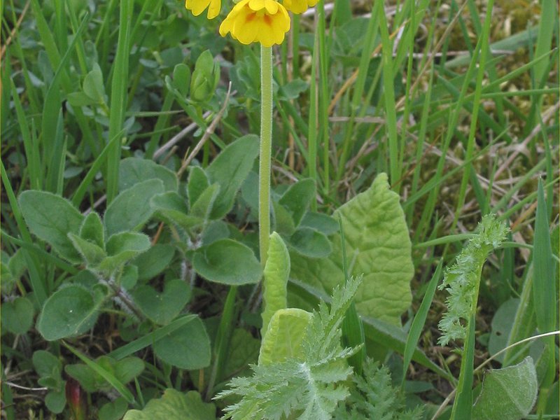 De første blomstene tidlig på våren