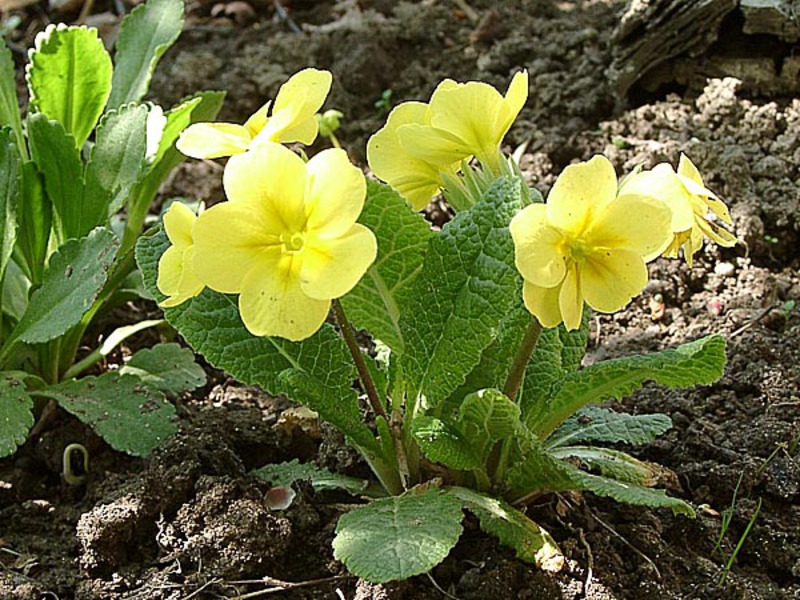 Buchet de primule