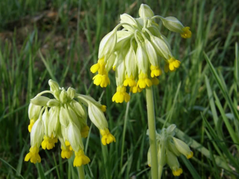 Vårblomsterseng.