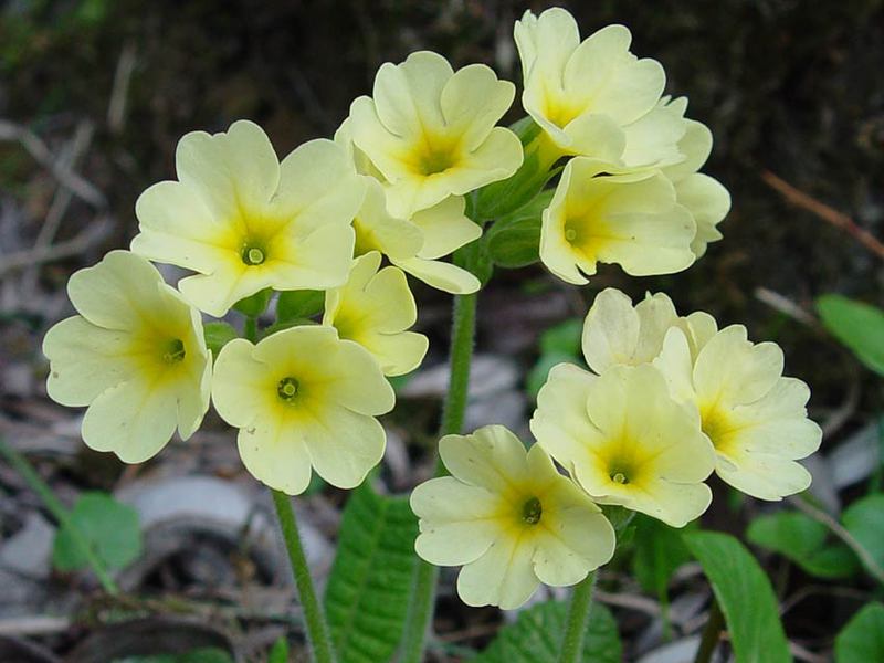 Flores de primavera