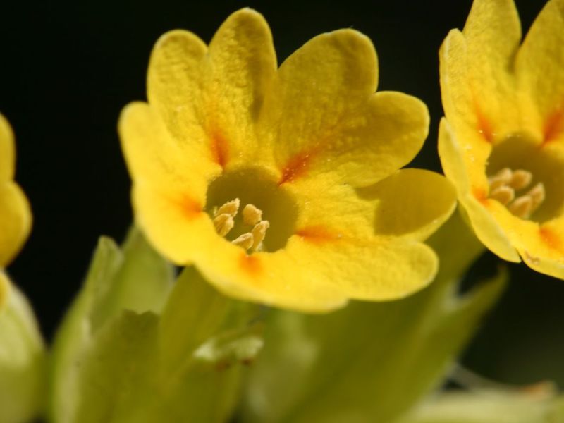 Hvilke blomster vokser om foråret