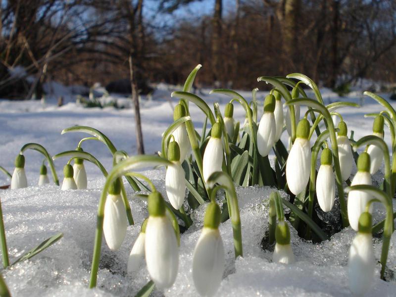 Hermosa campanilla de invierno