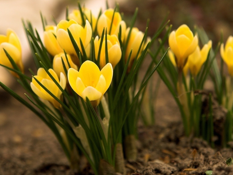 Frühlingsblumensorte