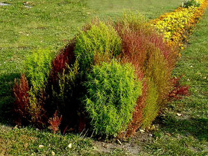 Plantes ornamentals de jardí