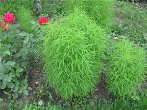 Arbust ornamental kochia