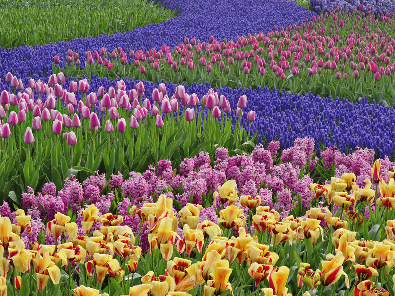 Fordelene ved muscari blomster