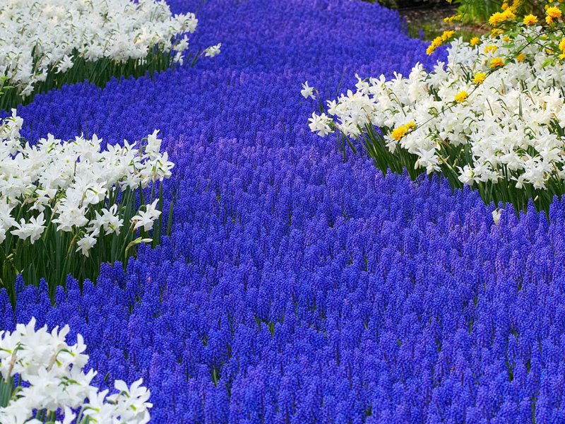 Description of the type of flowers Muscari M. armeniacum