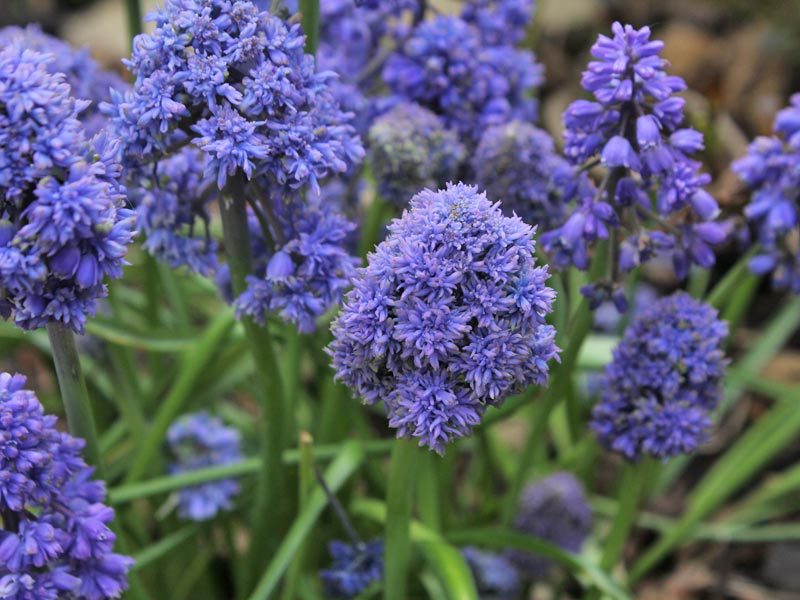 Trăsături distinctive ale florilor M. armeniacum Blue Spike