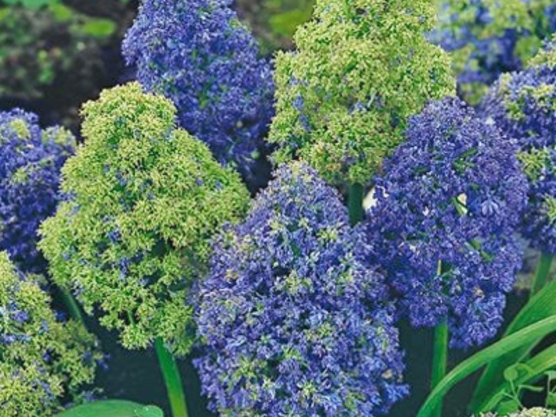 Kulay ng muscari ang M. armeniacum Fantasy paglikha