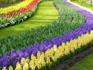 Möglichkeiten, Muscari-Blumen in der Landdekoration zu verwenden