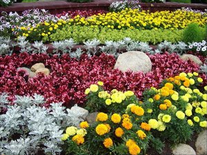 Que planter dans le cimetière