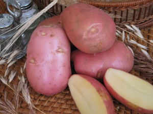 Plantering och skötsel av potatis