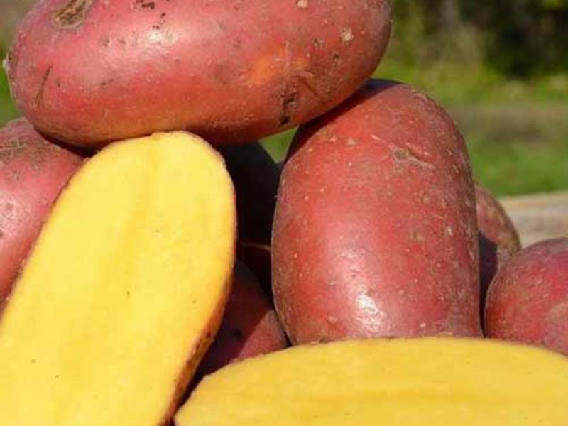 Différentes variétés de pommes de terre