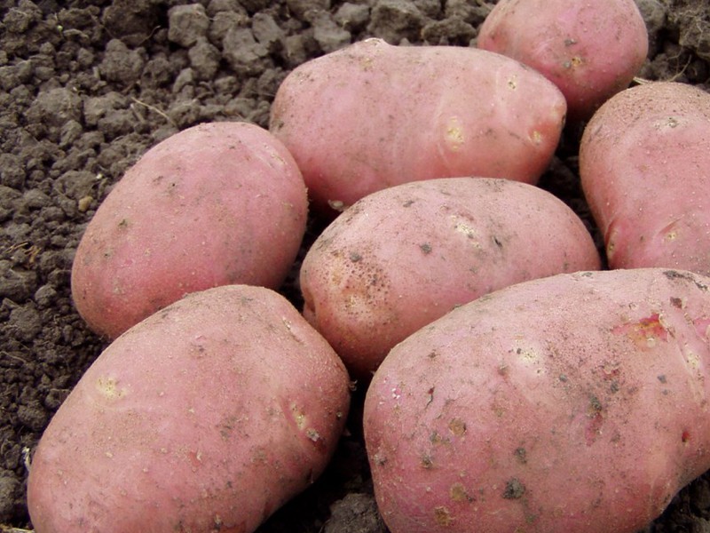 Como plantar e cultivar batata romana