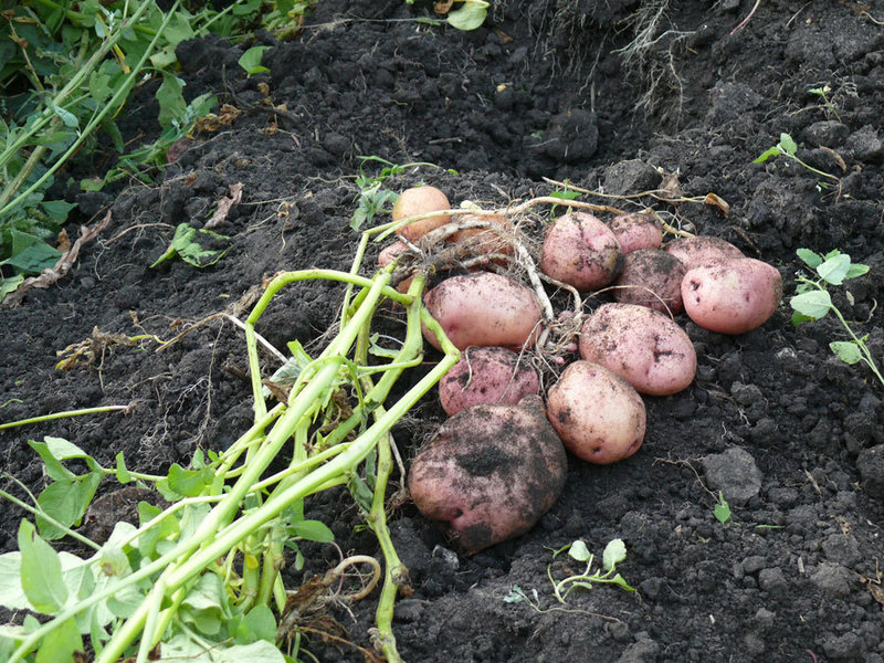 Variedade de batata romano