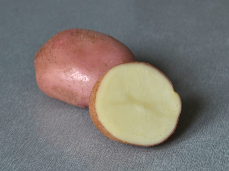 Batata romano