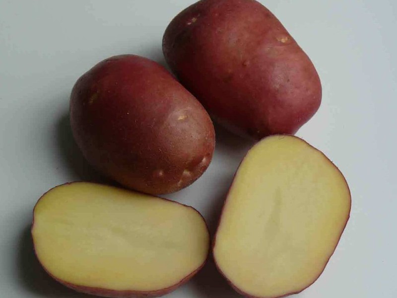 Variété de pomme de terre mi-précoce.