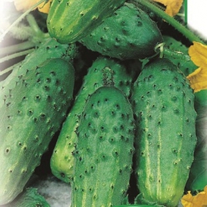 What varieties of cucumbers