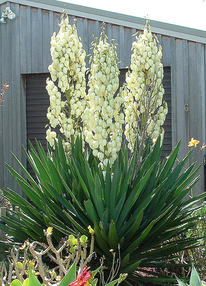 Sådan plantes en yucca-plante