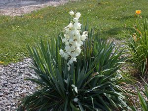 Wie Yucca-Pflanzen brüten