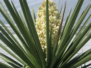 Egzotikus yucca virág