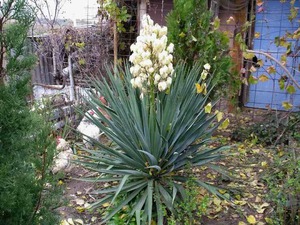 Yucca augalas