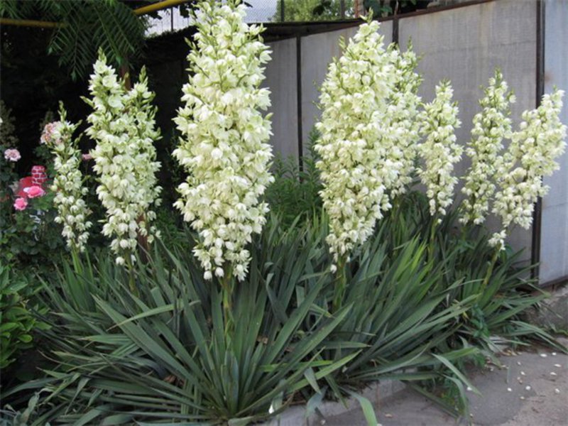 Mi a yucca