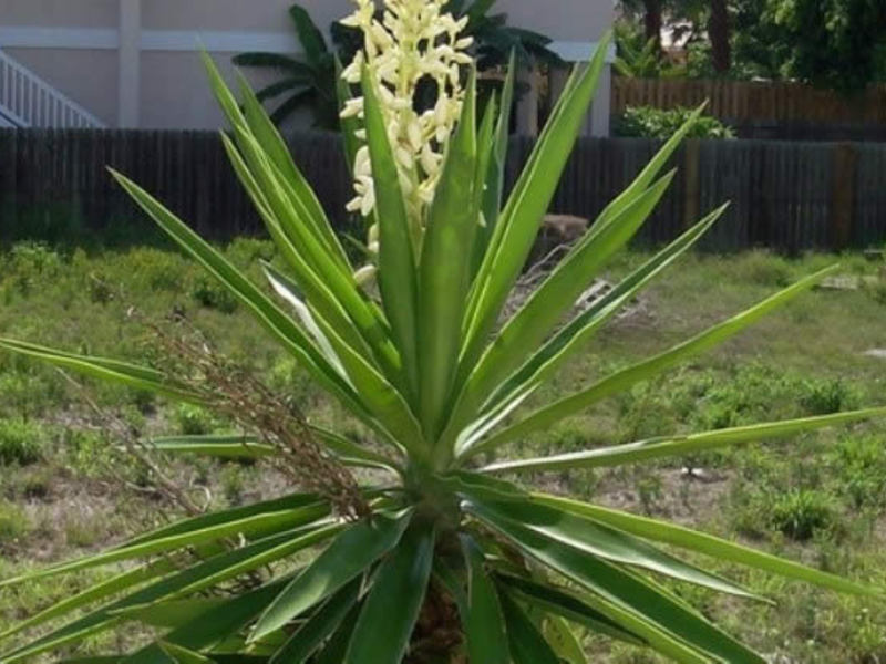 Kaip atrodo yucca augalas