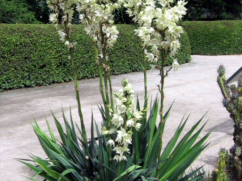 Cara menjaga yucca