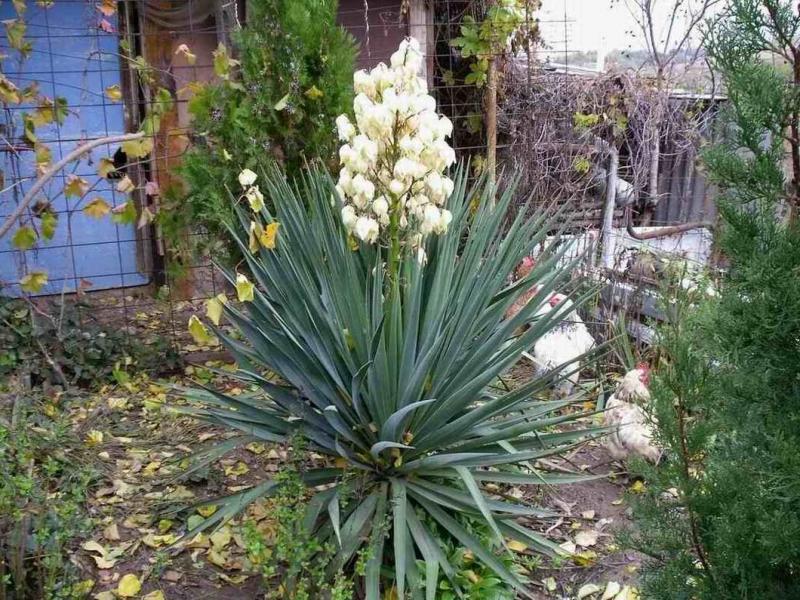 Yucca, domácí péče.