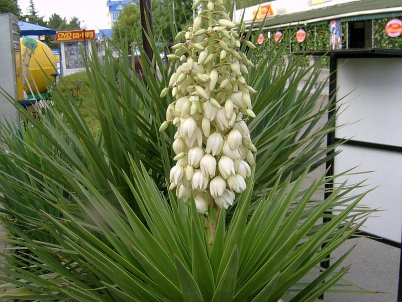 Zahradní yucca, jak se starat.