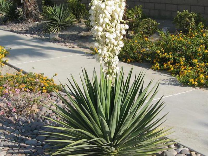 Giardino di yucca