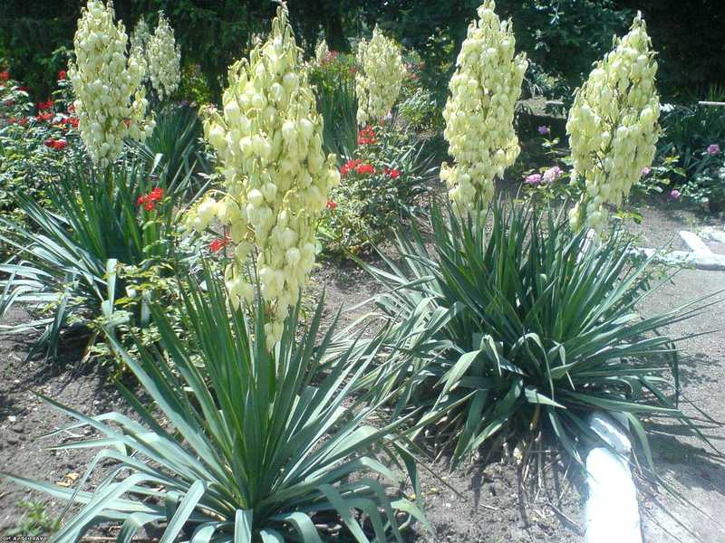 Yucca og hennes blomster